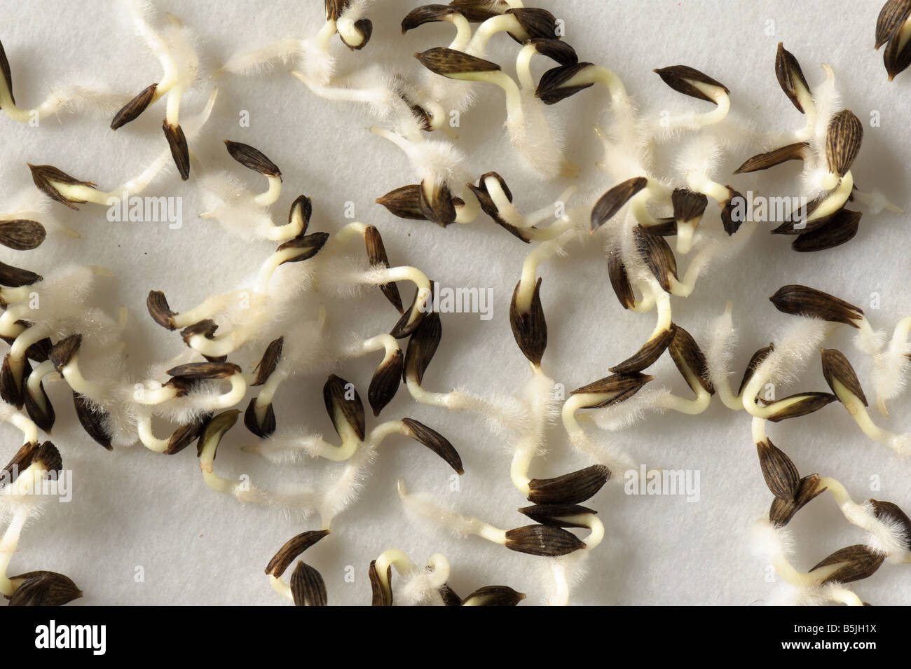 I semi di lattuga su una carta da filtro bagnata con radicles ben sviluppato Foto Stock