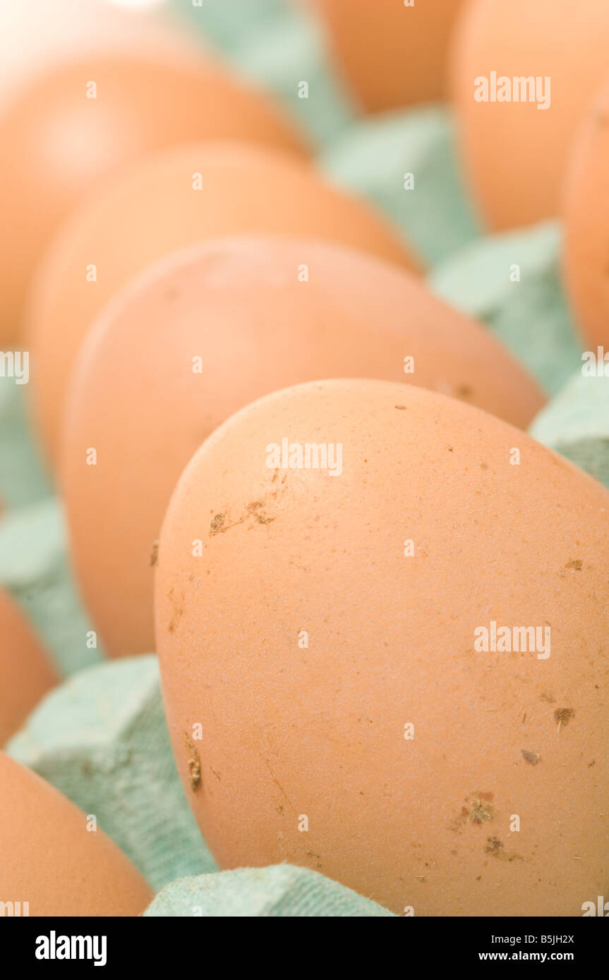 Primo piano di uova di galline brune in un vassoio di cartone Foto Stock