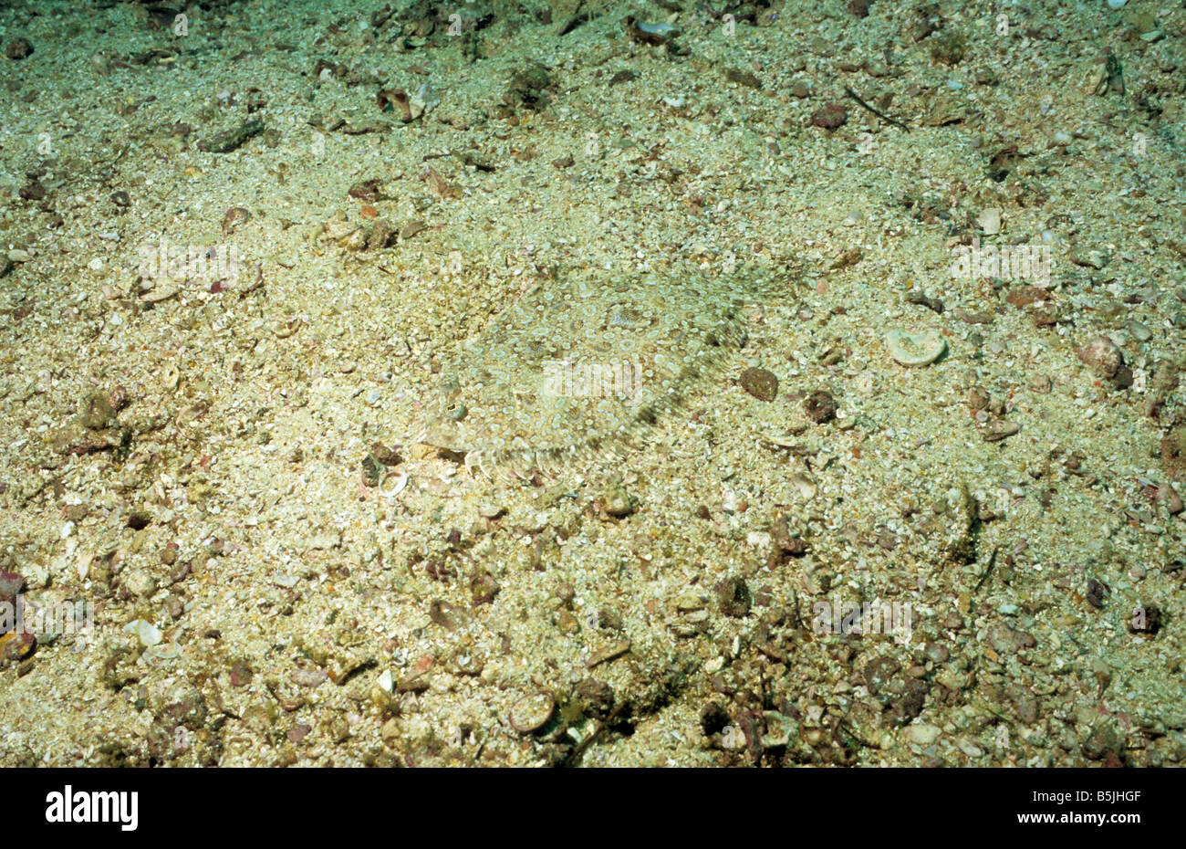 Mosè suola. Pesce piatto. Pardachirus Marmoratus. Sea life off Oman. La vita marina di Oman. Foto Stock