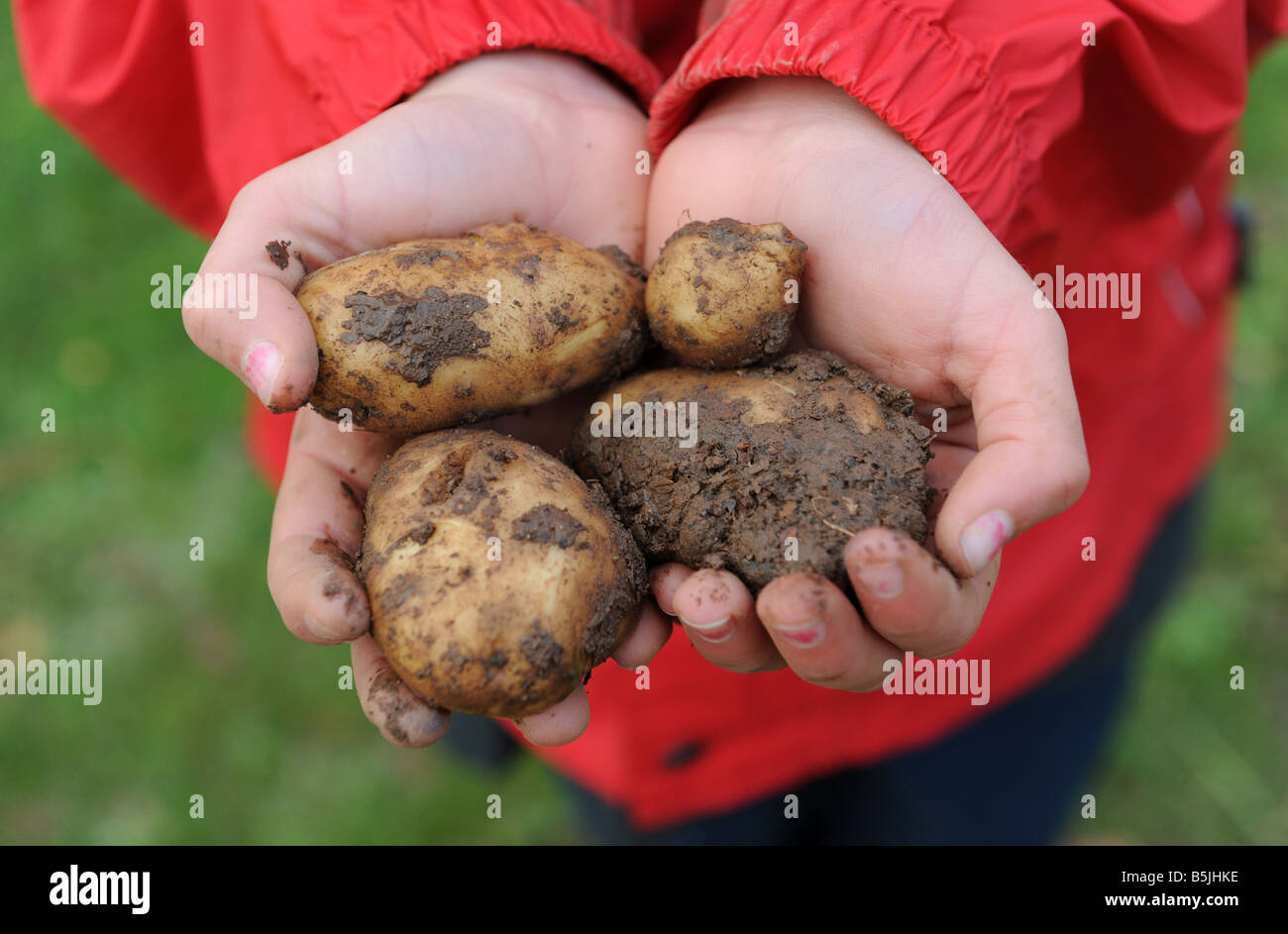 Una scuola per bambini contiene alcuni appena scavato patate nel giardino di un rurale la scuola primaria in Herefordshire England Regno Unito Foto Stock