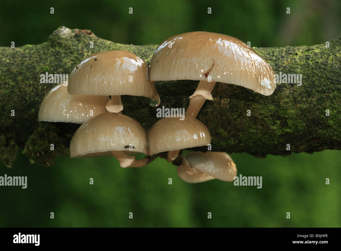 Gruppo di funghi. (Pluteolus aleuriatus) Foto Stock