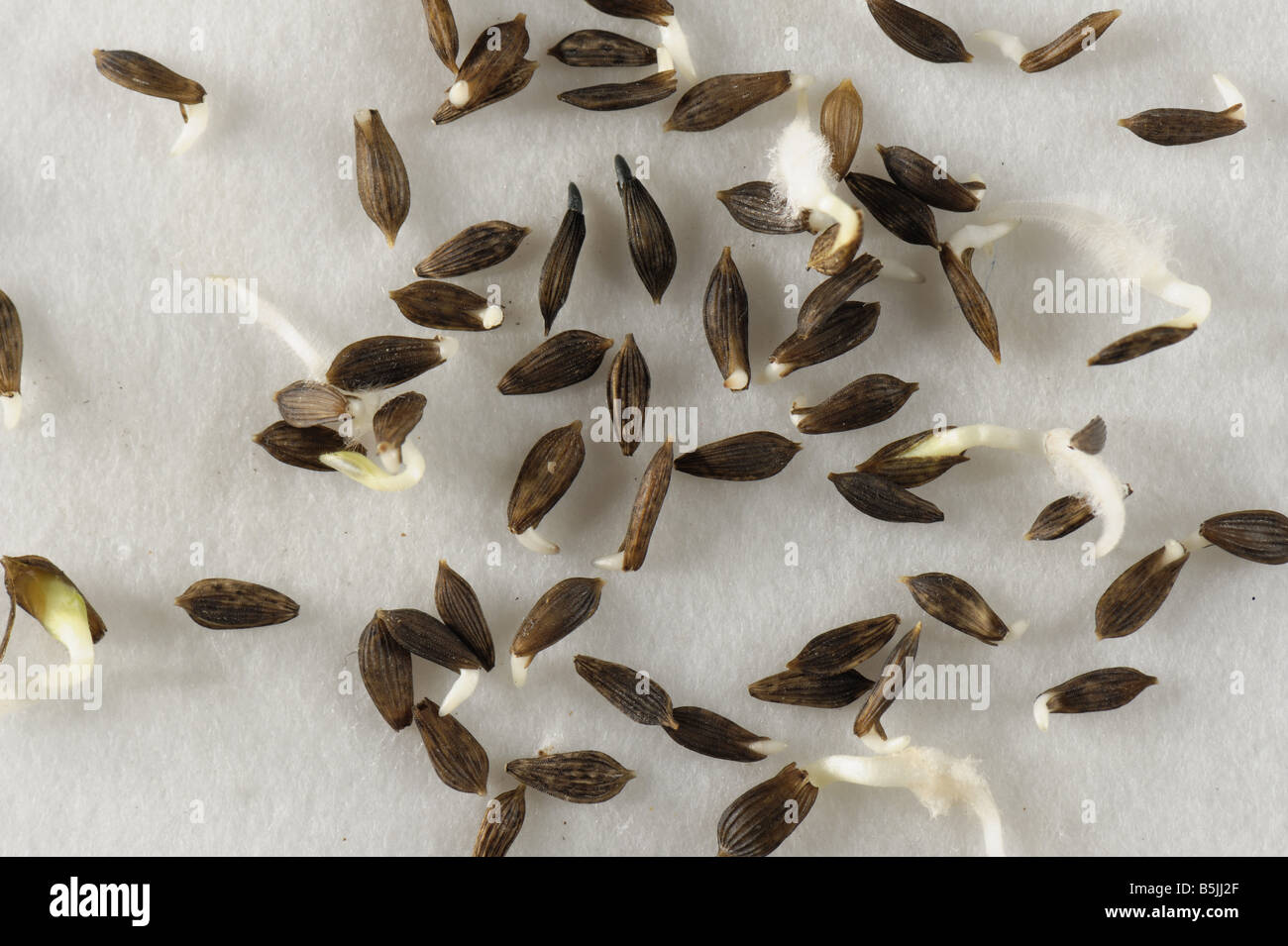 I semi di lattuga su una carta da filtro bagnata inizio a germogliare con diversa lunghezza radicle Foto Stock