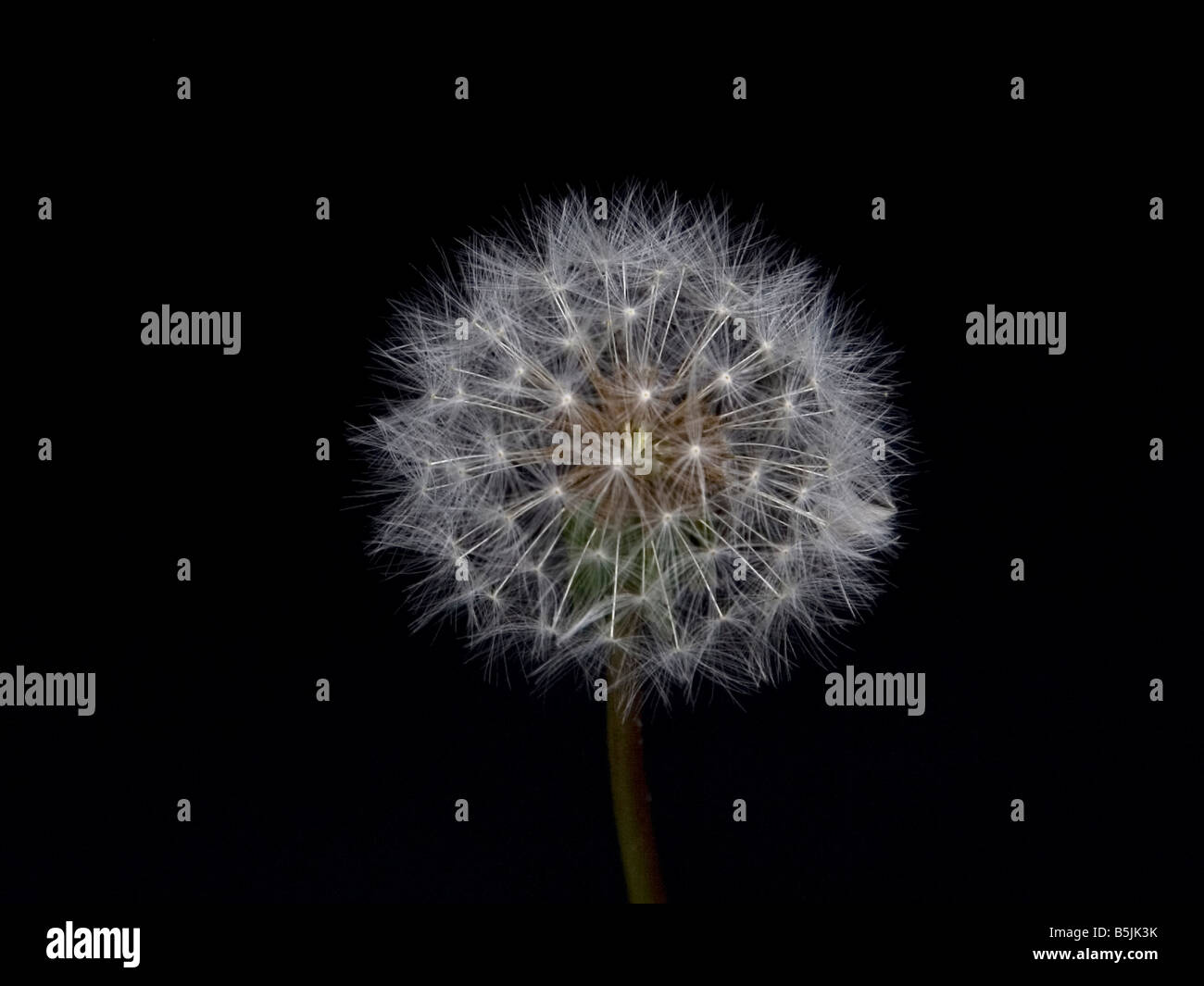 Dente di Leone II Foto Stock