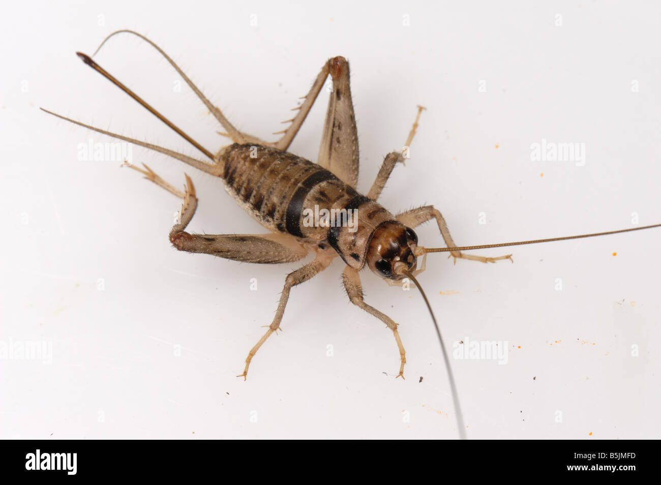 Casa tropicale cricket Gryllodes sigillatus femmina adulta Foto Stock
