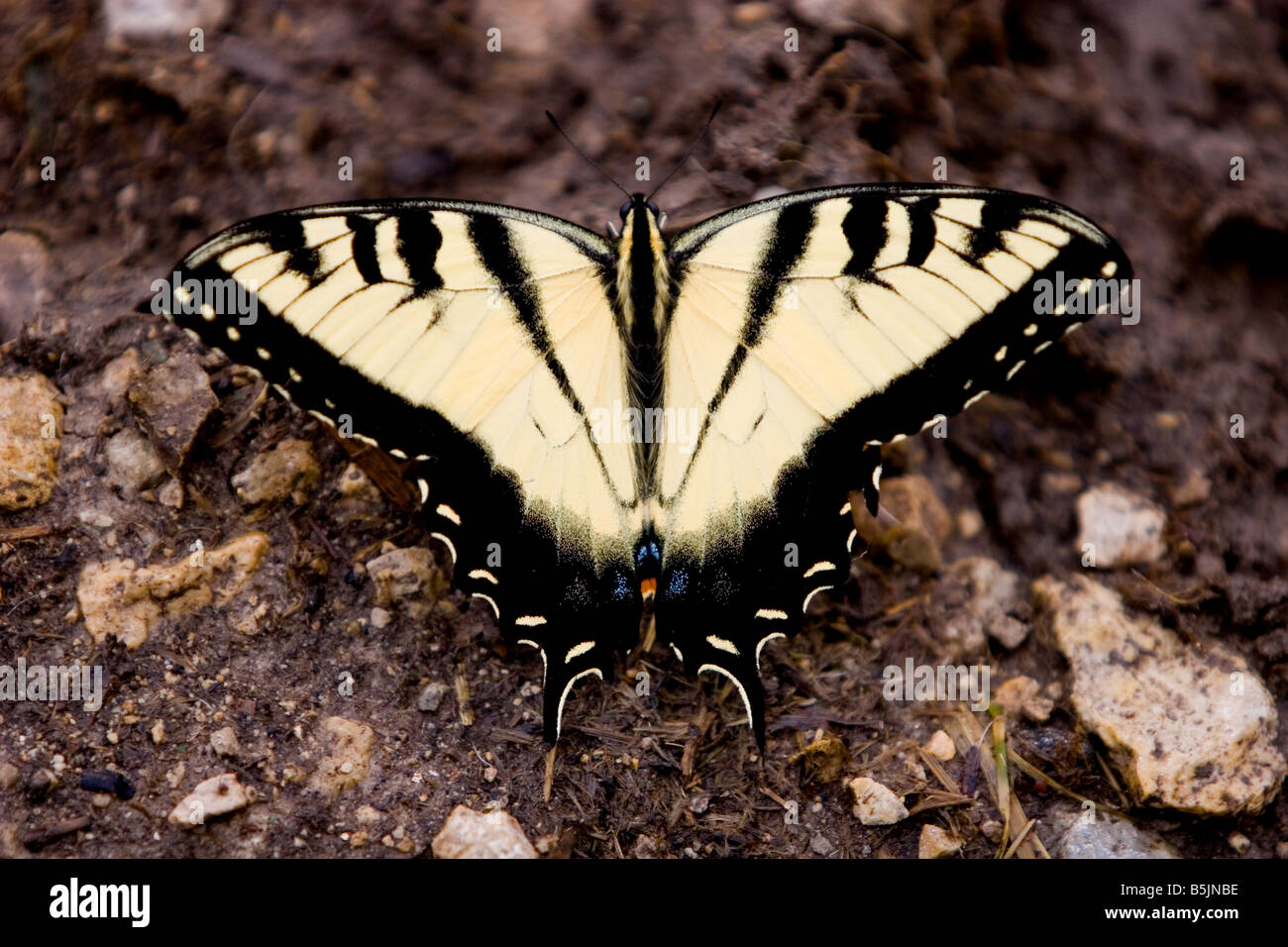 Tiger coda forcuta Butterfly Papilio Glaucas sul terreno Foto Stock