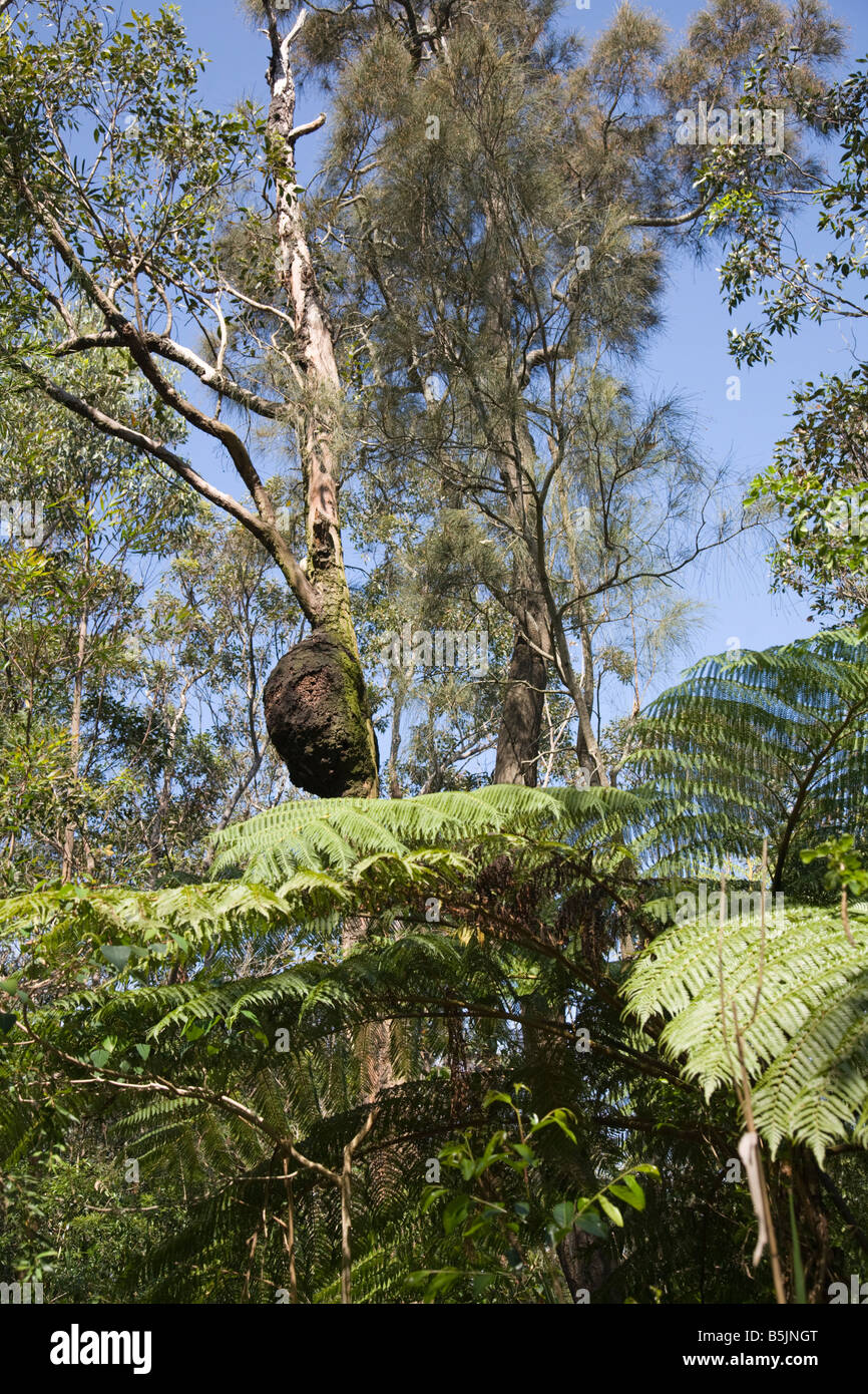 Termite nido su un albero in zone umide warriewood,Sydney , Australia Foto Stock