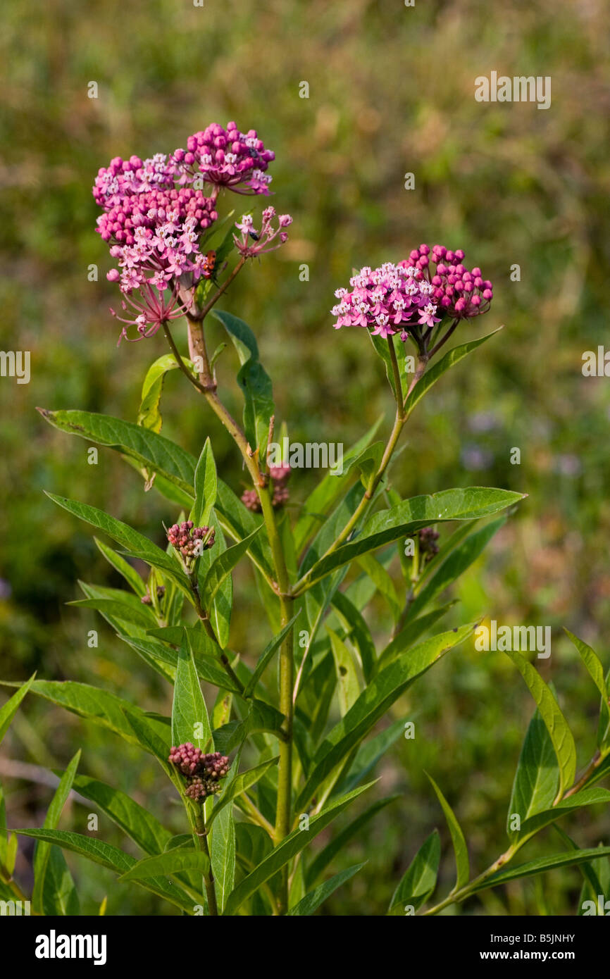 Milkweed pianta con fiori di colore rosa Asclepias Foto Stock