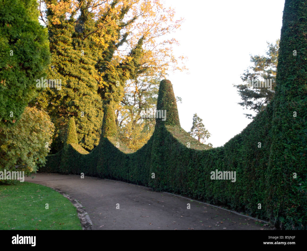 Arborvitae (Thuja), giardino romano, Amburgo, Germania Foto Stock