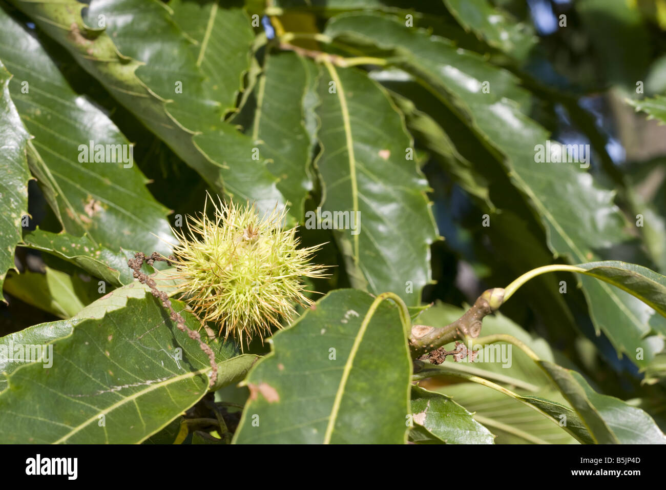Dettaglio di Castanea sativa o Castagno Foto Stock