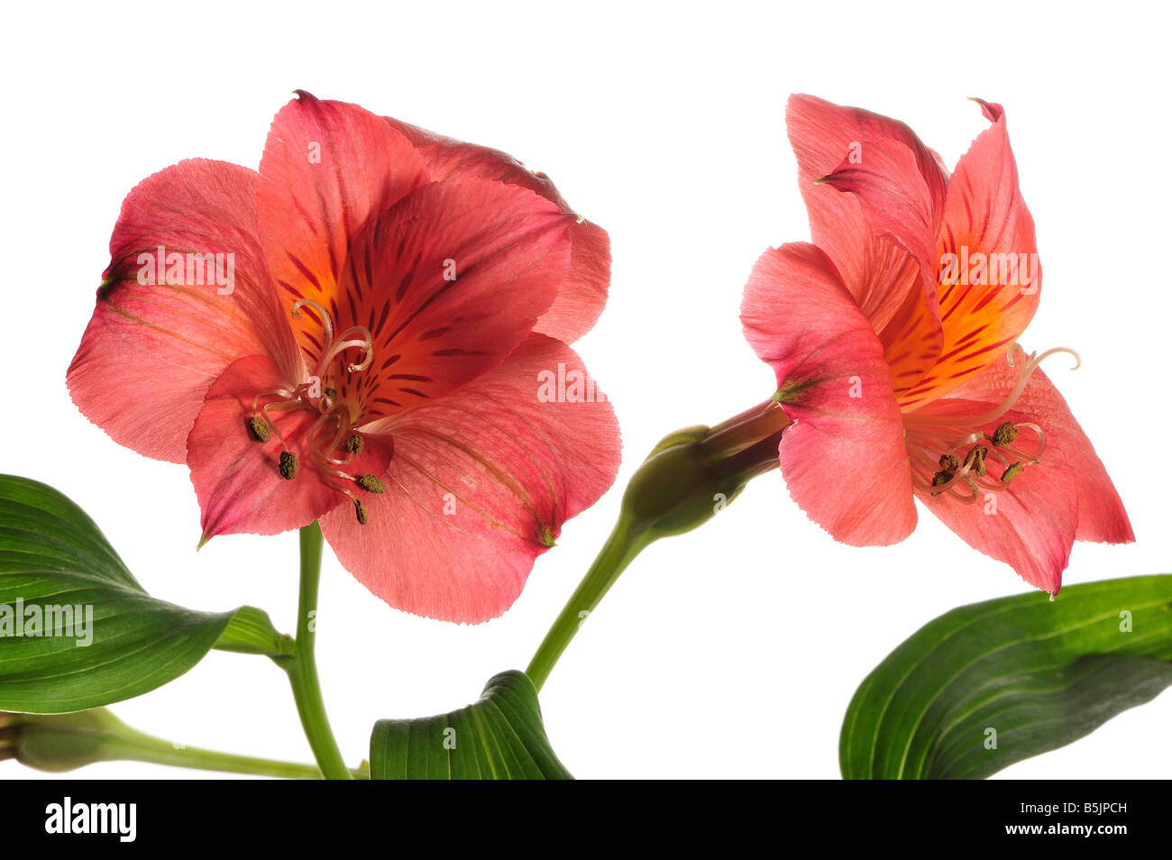 Due rossi fiori Alstroemeria su sfondo bianco Foto Stock