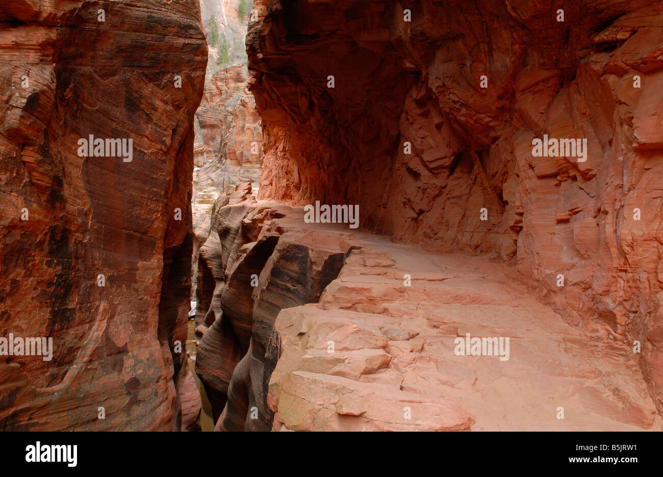 Sentiero escursionistico in uno stretto canyon laterale nel Parco Nazionale di Zion, Southern Utah Foto Stock