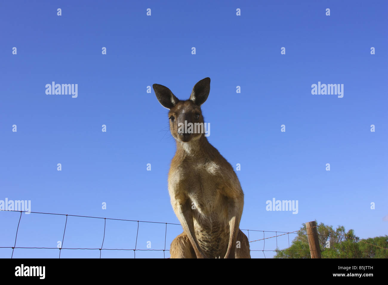 Un canguro sulla penisola di Eyre con alta risoluzione Fotografia Foto Stock