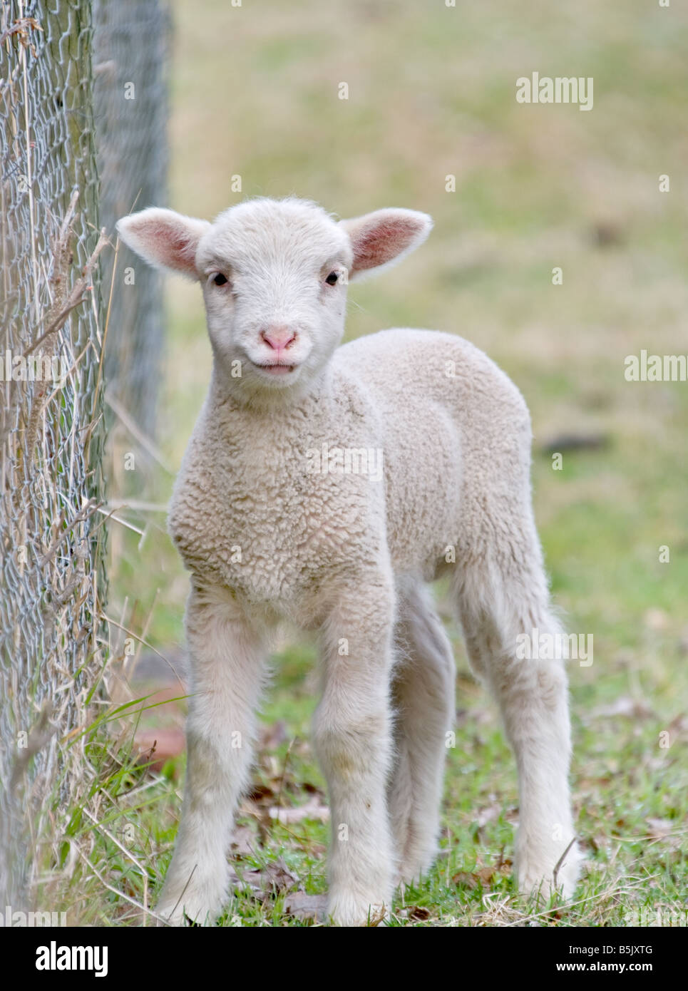 Grande immagine di un simpatico baby agnello Foto Stock