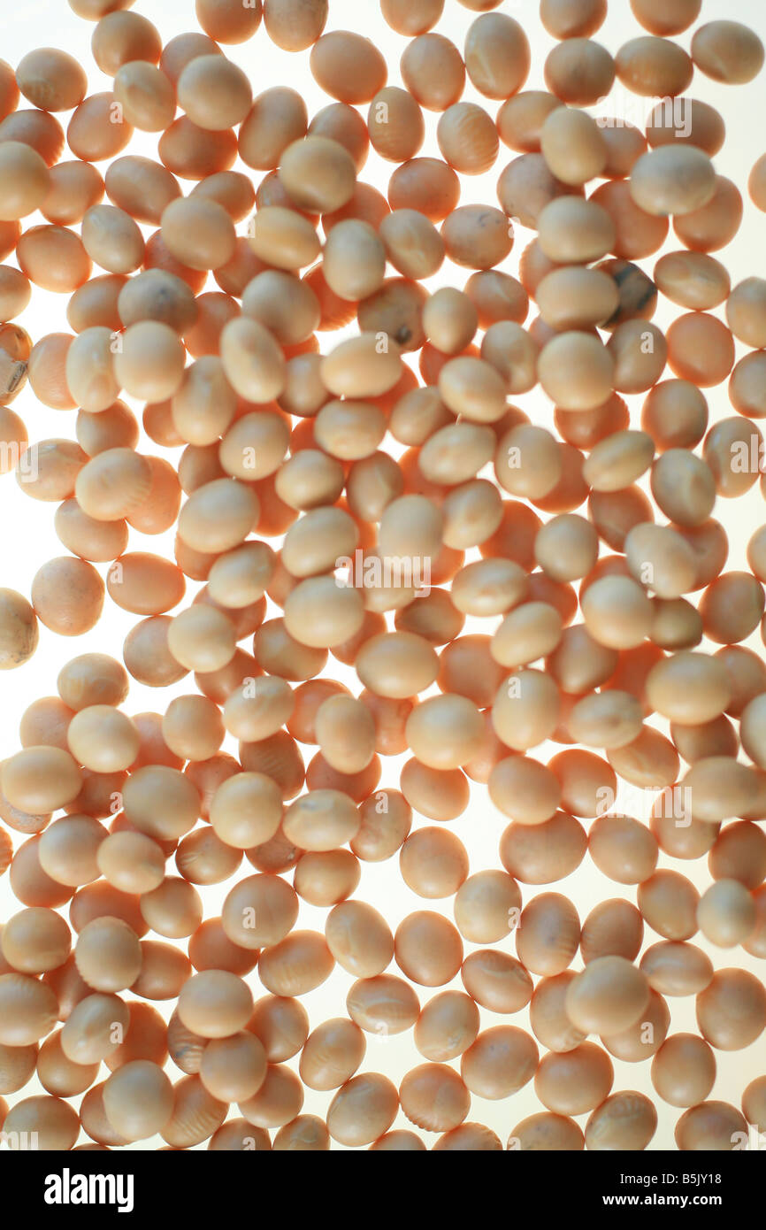 Fagioli di soia Foto Stock
