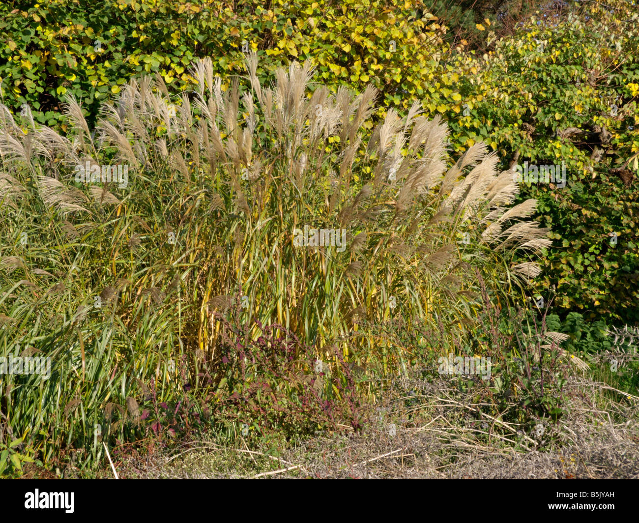 Gigante erba di argento (miscanthus x giganteus) Foto Stock