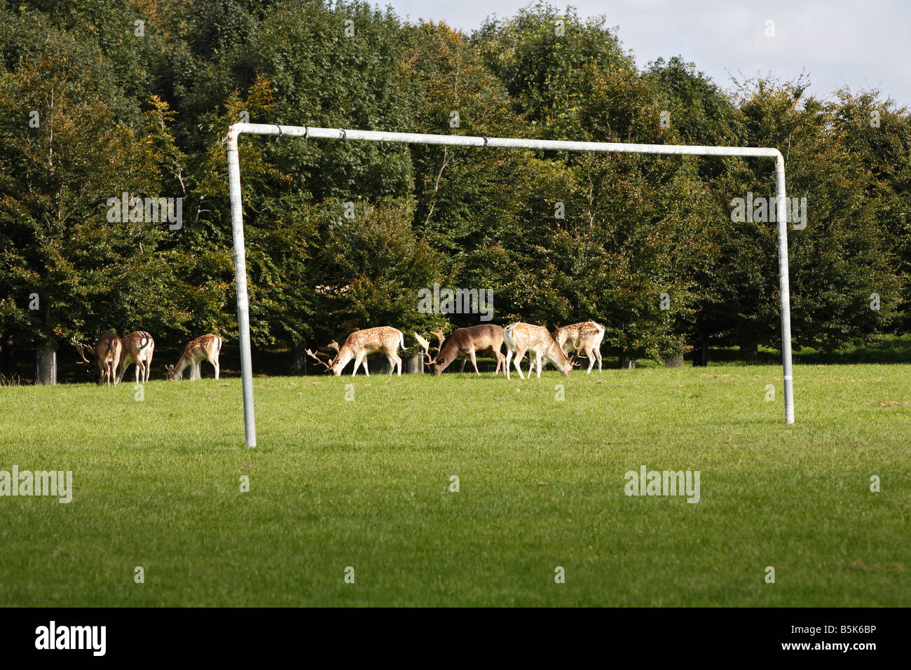 Cervi selvatici pascolo di calcio posti nel Phoenix Park Dublin 8 Irlanda Foto Stock