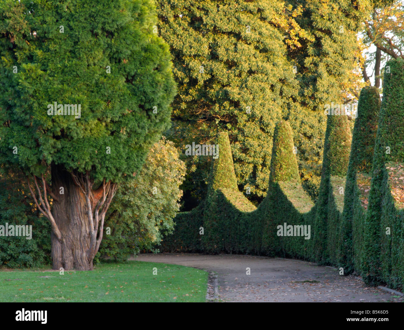 Arborvitae (Thuja), giardino romano, Amburgo, Germania Foto Stock
