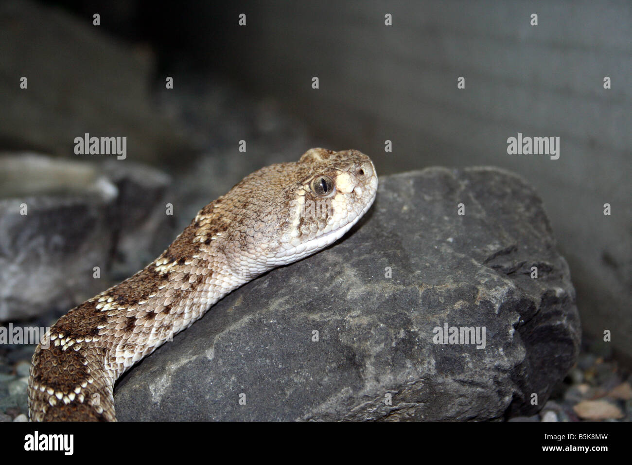 In prossimità della testa di serpente slithering sulla roccia. Foto Stock