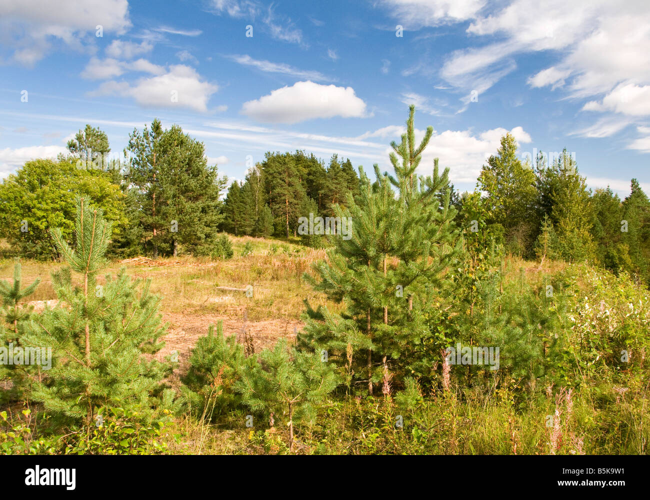 Foresta di russo, regione di Leningrado, Russia Foto Stock