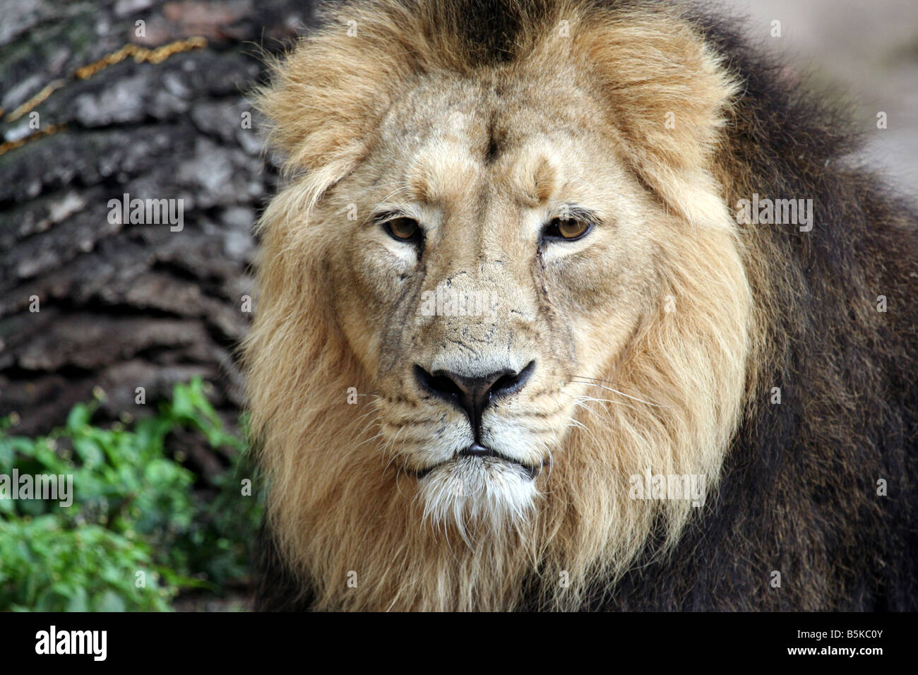 Ritratto di bella Lion su Masai Mara, Kenya, Africa. Foto Stock
