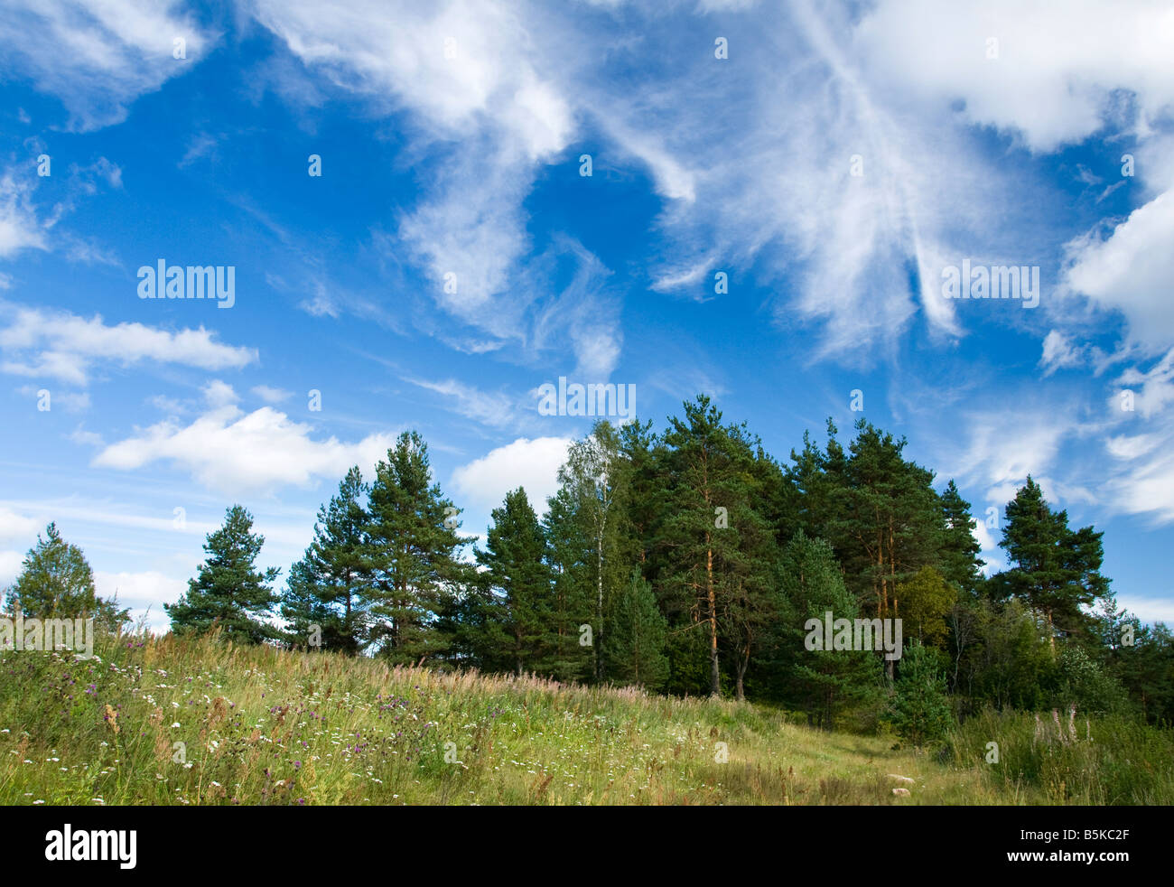 Foresta di russo, regione di Leningrado, Russia Foto Stock