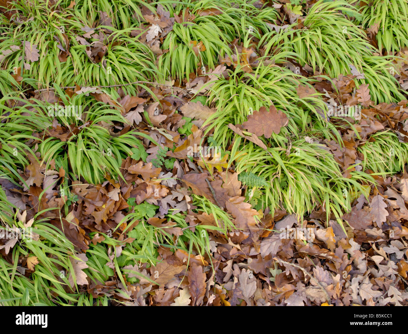 Grande bosco rush (luzula sylvatica) Foto Stock