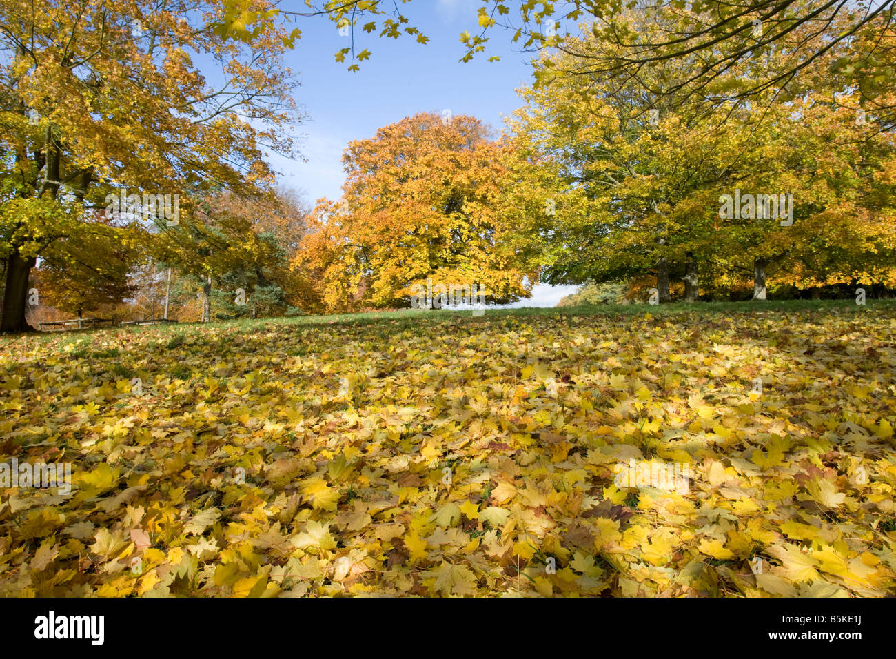Faggi e platani in giallo dorato colori autunnali a Westonbirt Arboretum Tetbury Regno Unito Foto Stock