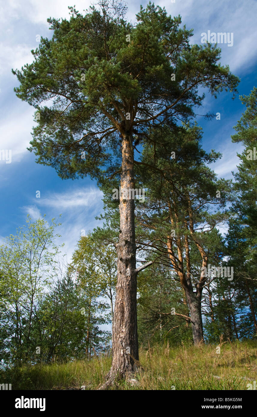 Foresta di russo, regione di Leningrado, Russia Foto Stock