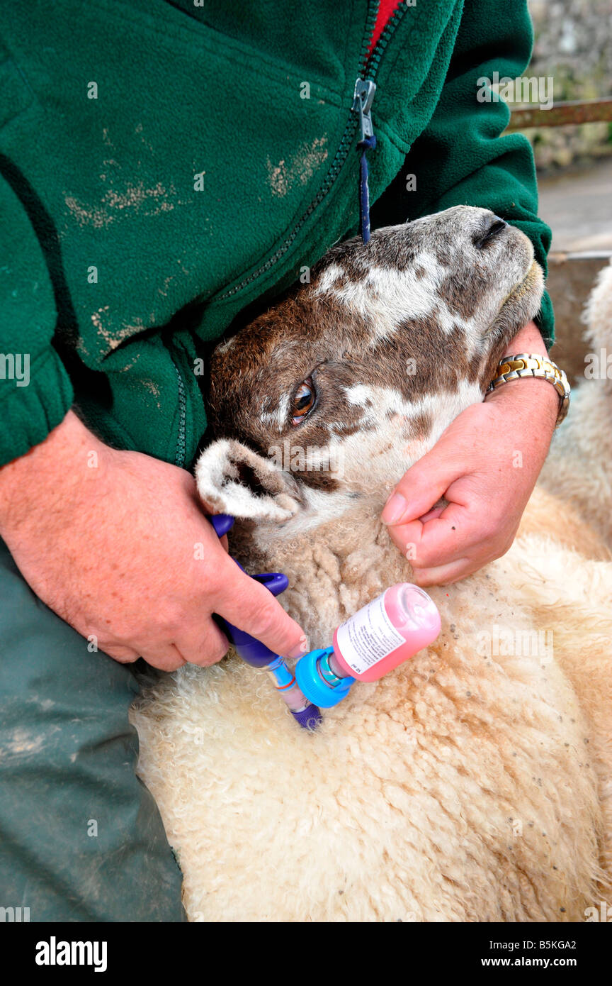 Agricoltore iniettando il mulo pecore con Blue tongue la vaccinazione Cumbria Foto Stock