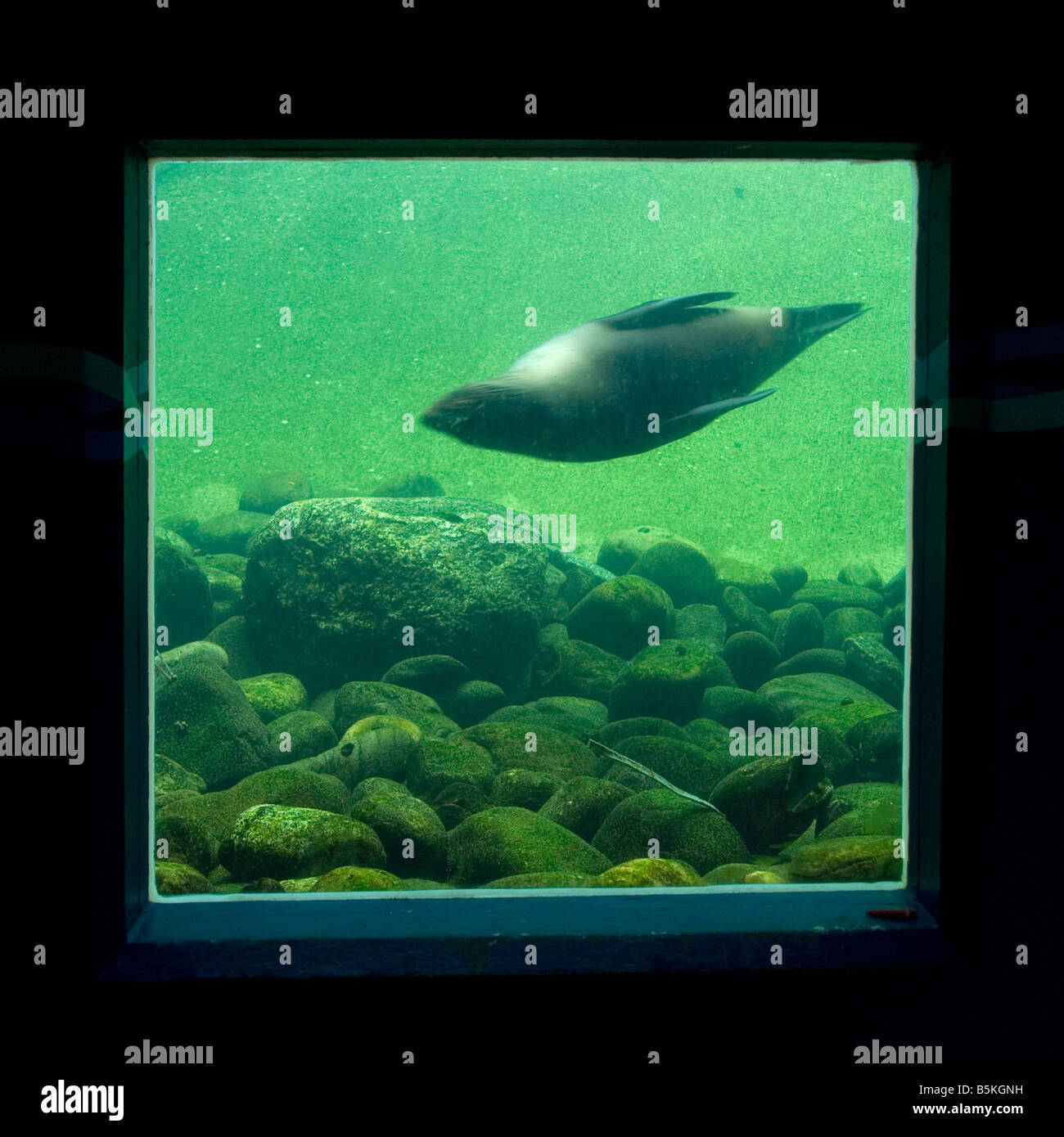La guarnizione nuoto passato un sottomarino di finestra di visualizzazione, lo Zoo di Bristol, Regno Unito Foto Stock