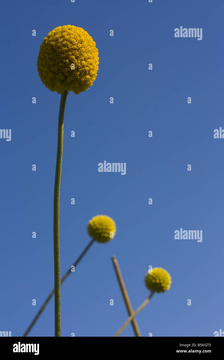 Globo giallo fiore noto come bacchette; craspedia globosa Foto Stock