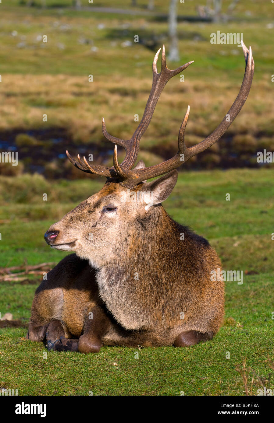 Red Deer cervo (Cervus elaphus) sdraiato Foto Stock