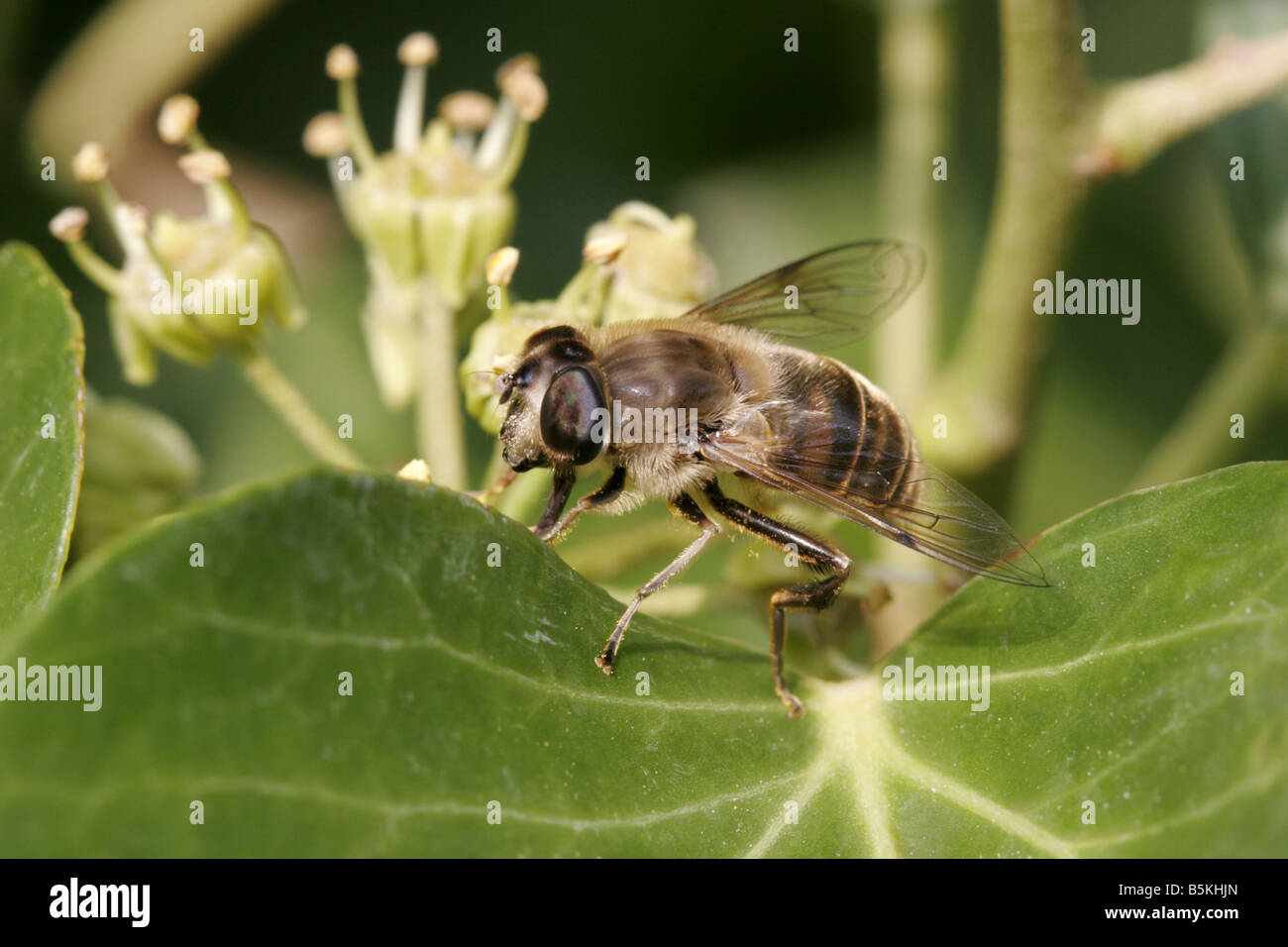 Hoverfly singolo adulto in appoggio sulla foglia di edera prese ottobre Lea Valley Essex REGNO UNITO Foto Stock