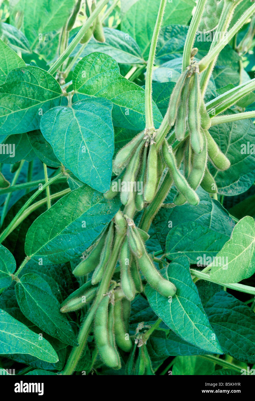 Baccelli di soia la maturazione sulla pianta. Foto Stock