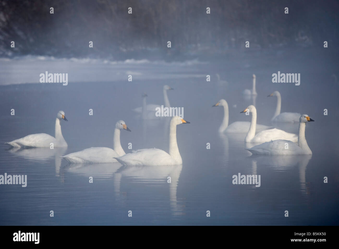 Hokkaido in Giappone Whooper cigni Cygnus cygnus swiming nel nebbioso aprire le acque del lago ghiacciato di Kussharo Akan National Park Foto Stock