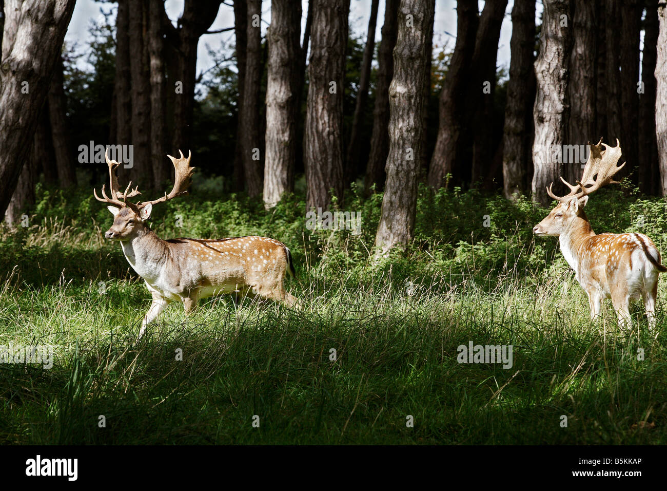 Cervi selvatici nel Phoenix Park Dublin 8 Irlanda Foto Stock