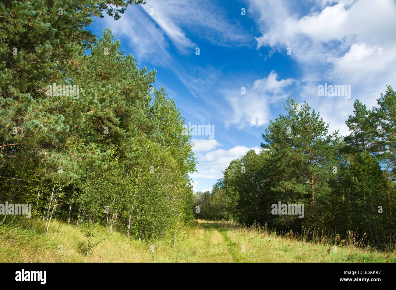 Foresta di russo, regione di Leningrado, Russia Foto Stock