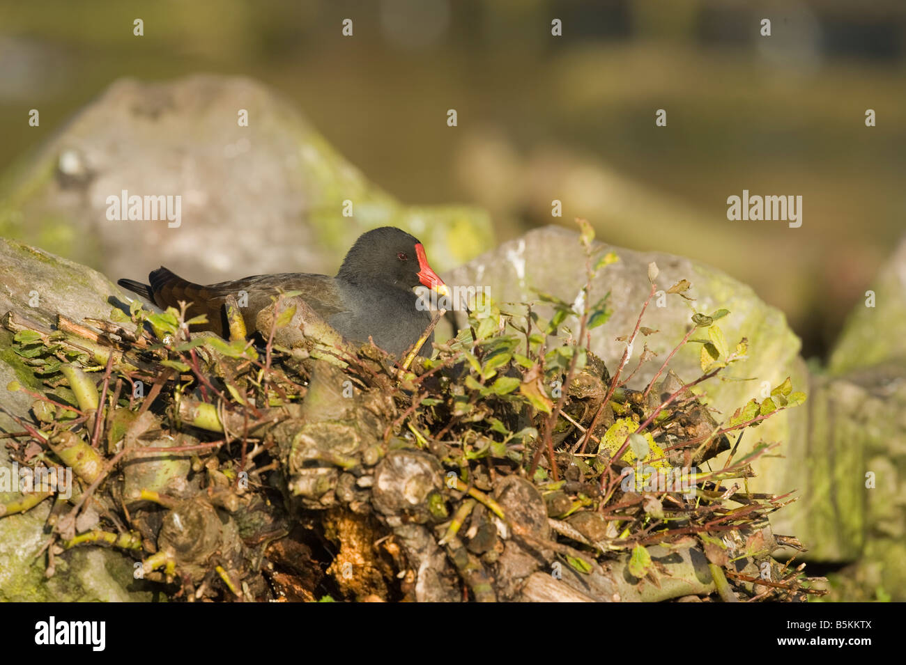 Moorhen sul nido in autunno Foto Stock