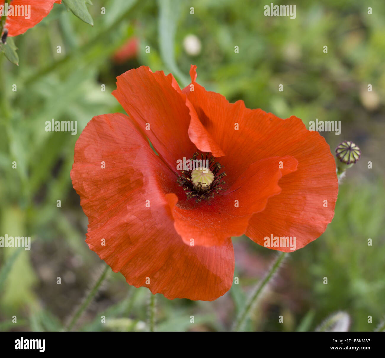 In prossimità di un comune singolo di papavero rosso Foto Stock