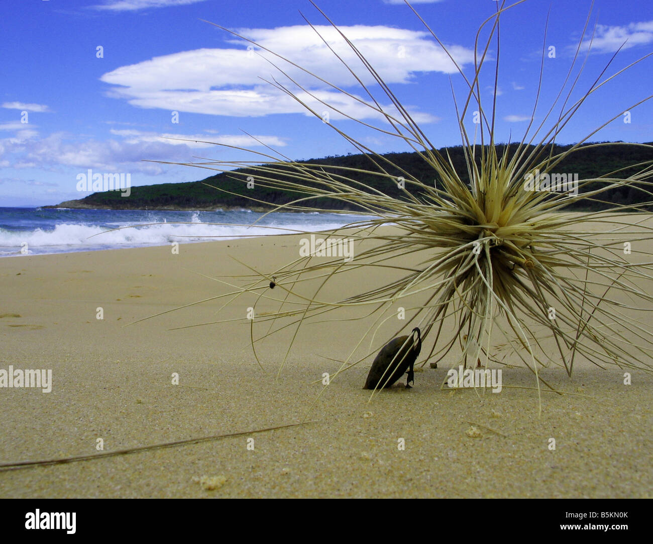 Tumbling sementi da prato su Australian east coast beach nella zona di rocce di Mimosa. Foto Stock