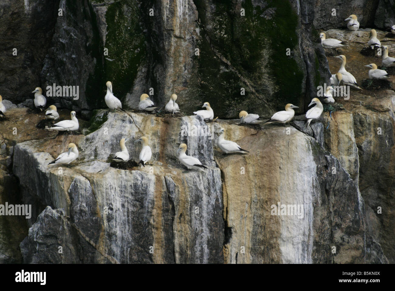 Parte dell'enorme gannett colony sulla remota isola scozzese di Sula Sgeir Foto Stock