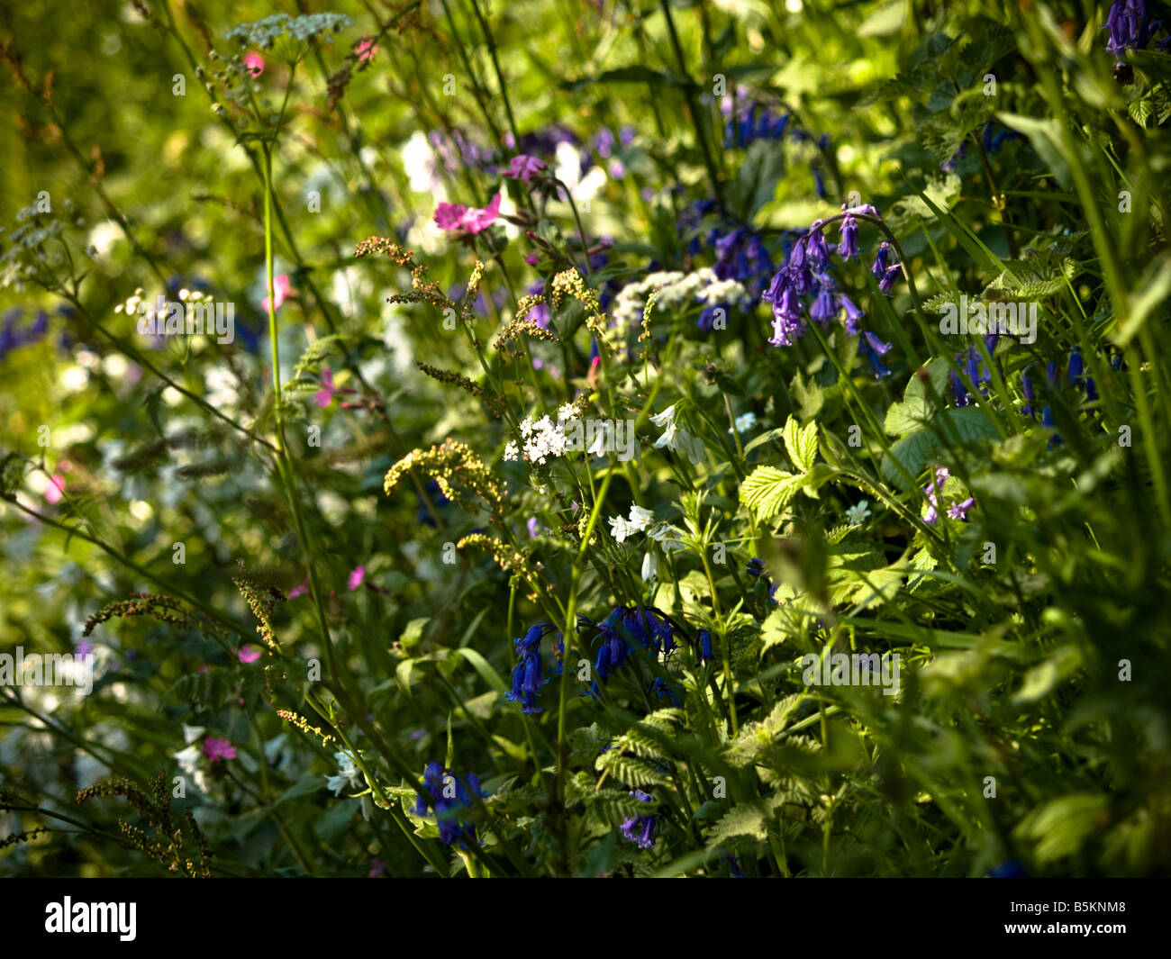 Fiori Selvatici lungo una strada di campagna in Carbis Bay, Cornwall Foto Stock