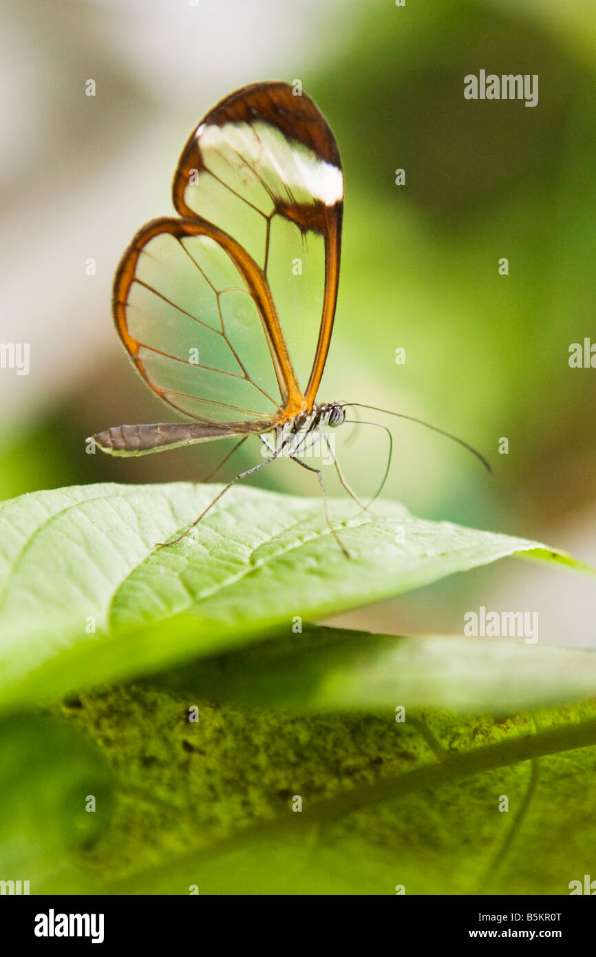 Un insetto su una foglia Foto Stock