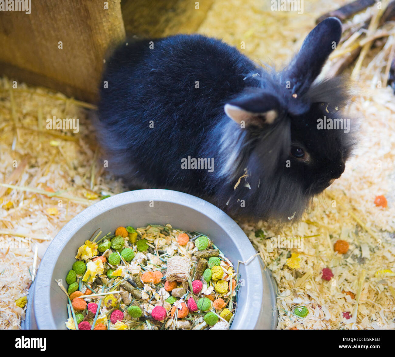 Un animale da compagnia il coniglio nel suo involucro accanto a una ciotola di cibo per conigli Foto Stock