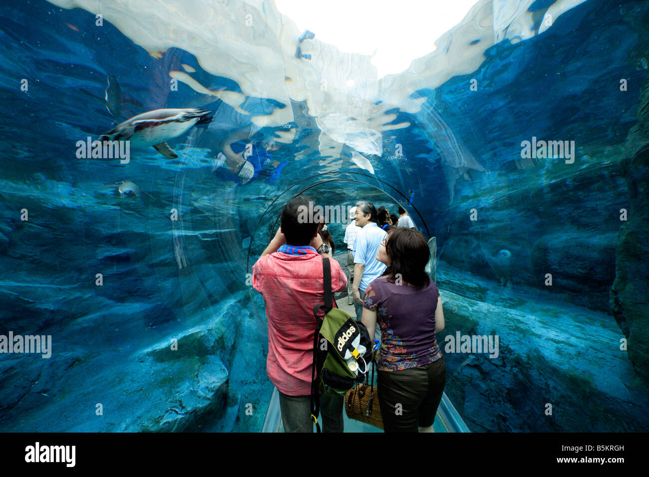 La gente camminare attraverso l osservazione dei pinguini in tunnel di Asahiyama Zoo Hokkaido in Giappone Foto Stock