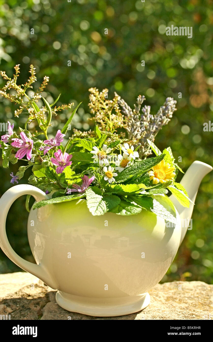Piante medicinali. La Lavanda, Melissa, Camomilla, comune malva, verbena del limone, Le calendule. Foto Stock
