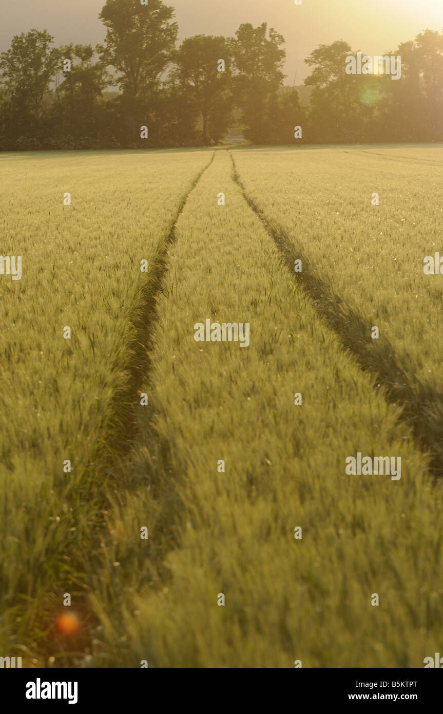 Segni del trattore nel campo di coltivazione Foto Stock