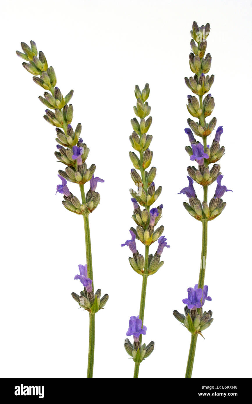 Lavanda, Lavandula sp Foto Stock