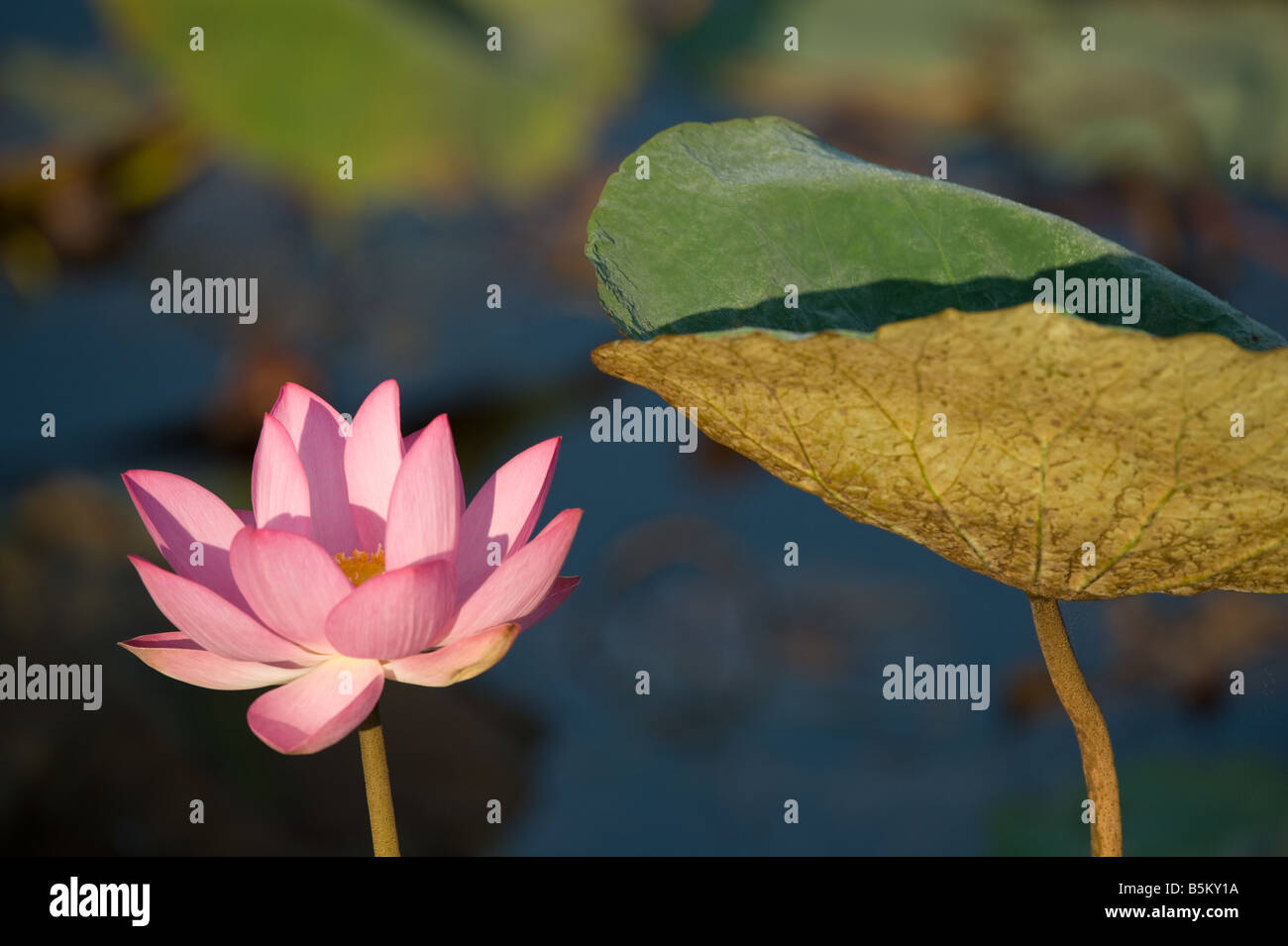 Lotus o acqua sacra lily (Nelumbo nucifera) fiore introdotto impianto Fogg Dam Territorio del Nord Australia Settembre Foto Stock
