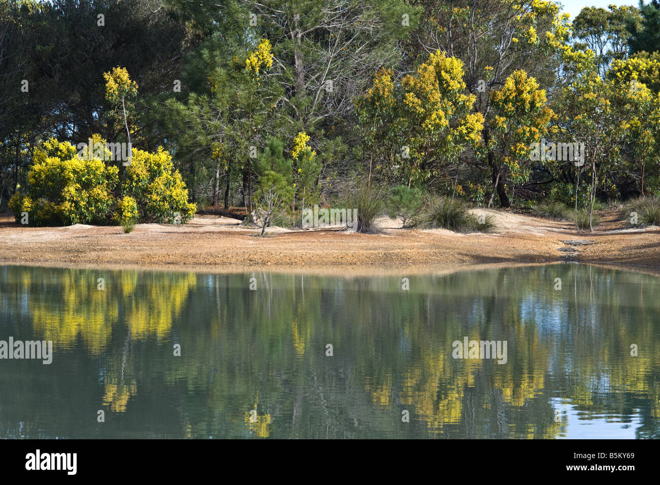 Acacia in fiore Helms Arboretum Esperance Western Australia Settembre Foto Stock